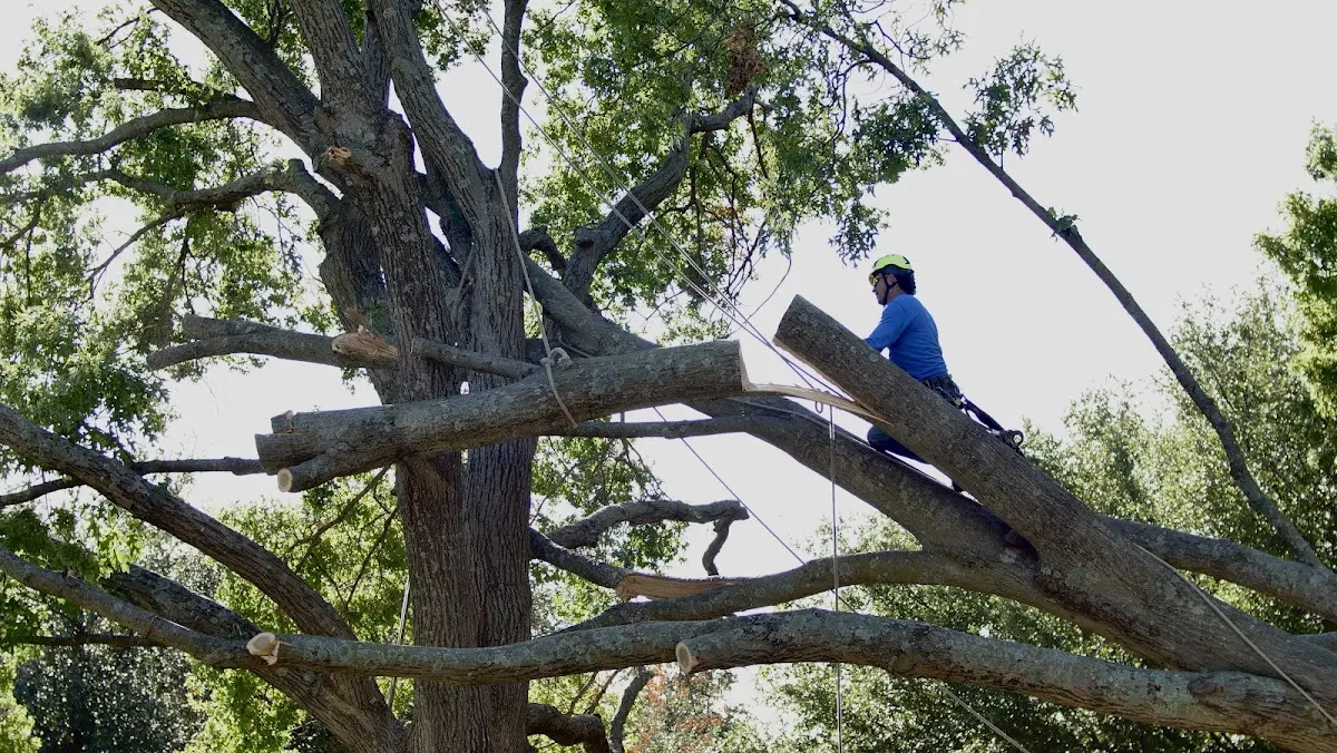 Professional Crown Thinning performed by certified arborists in Reidsville